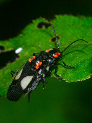 Discodon neoteutonum