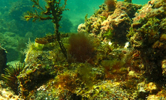 Tridentiger trigonocephalus