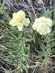 Pseudognaphalium viscosum