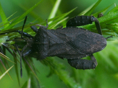 Camptischium