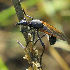 Lamyra gulo