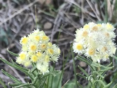 Pseudognaphalium viscosum