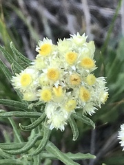 Pseudognaphalium viscosum