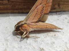 Xylophanes libya