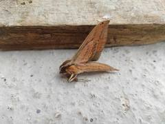 Xylophanes libya