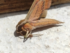 Xylophanes libya