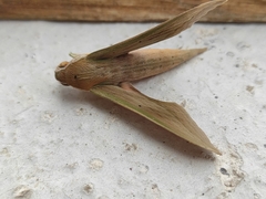 Xylophanes libya