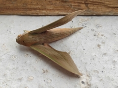 Xylophanes libya