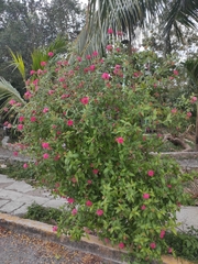 Pentas