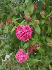 Pentas
