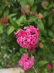 Pentas