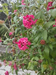 Pentas