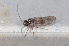 Peripsocus