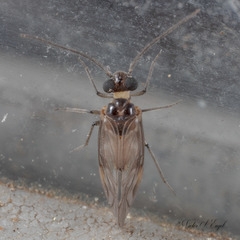 Peripsocus
