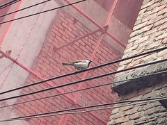 Passer domesticus