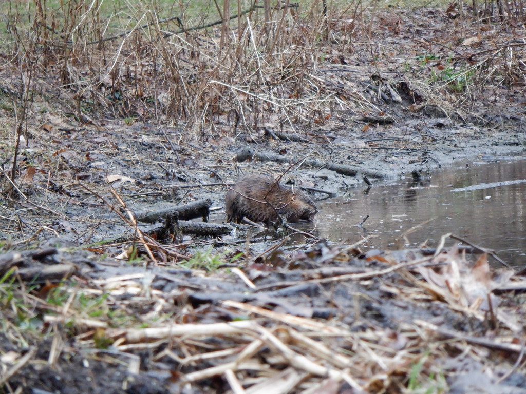 Muskrat From 517 Il 25 St Charles Il 60174 Usa On March 23 2021 At