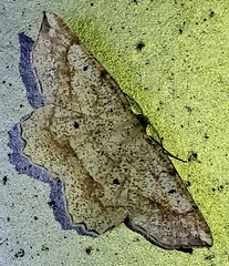 Euchlaena amoenaria