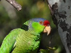 Amazona finschi × viridigenalis