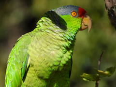 Amazona finschi × viridigenalis
