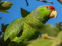 Amazona finschi × viridigenalis