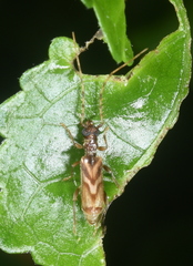 Stenhomalus taiwanus