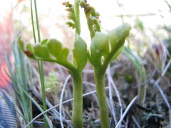 Botrychium michiganense