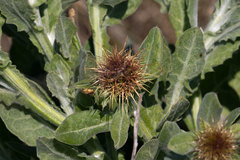 Centaurea seridis
