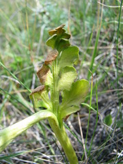 Botrychium hesperium