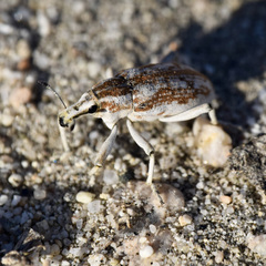 Apleurus albovestitus