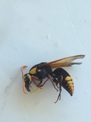 Rhynchium superbum