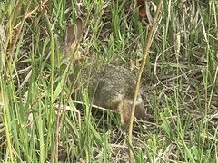 Sylvilagus