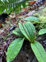 Scoliopus hallii
