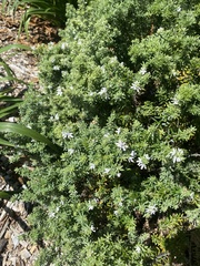 Westringia fruticosa