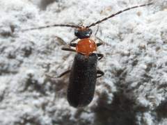 Ditemnus perforatus