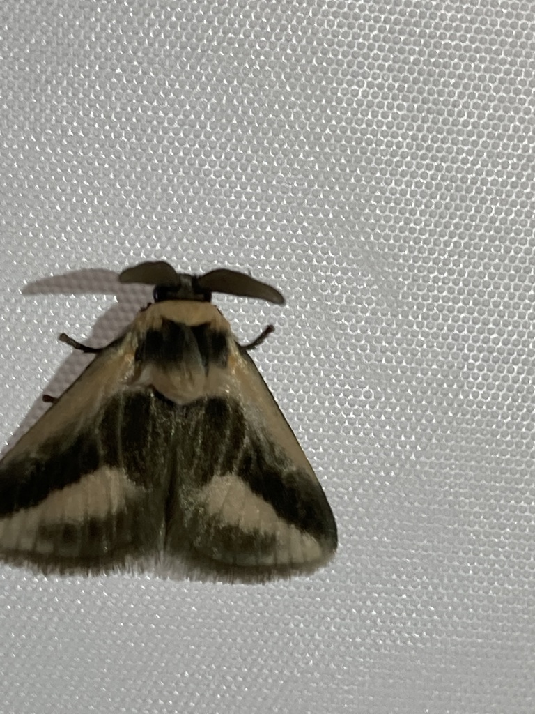 Mesoscia dumilla