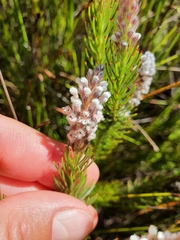 Spatalla mollis