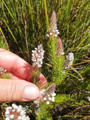 Spatalla mollis