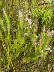 Spatalla mollis