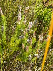 Spatalla mollis