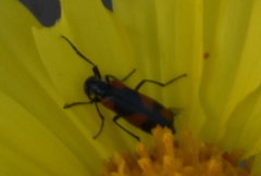 Eupompha elegans perpulchra