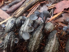 Banksiamyces macrocarpus