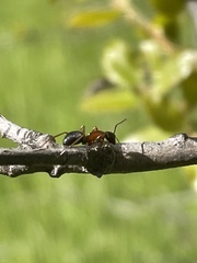 Camponotus vicinus