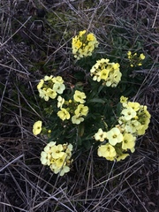Erysimum concinnum