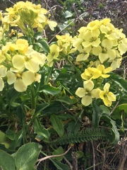 Erysimum concinnum