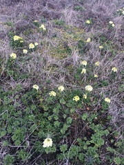 Erysimum concinnum