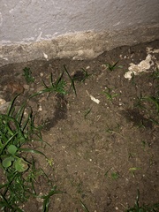 Oligochaeta
