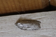 Acleris maximana
