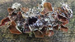 Parmotrema reparatum