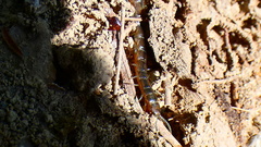 Arthrorhabdus pygmaeus