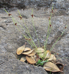 Cyperus abietinus image